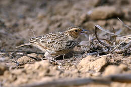 Image of Burmese Bush Lark