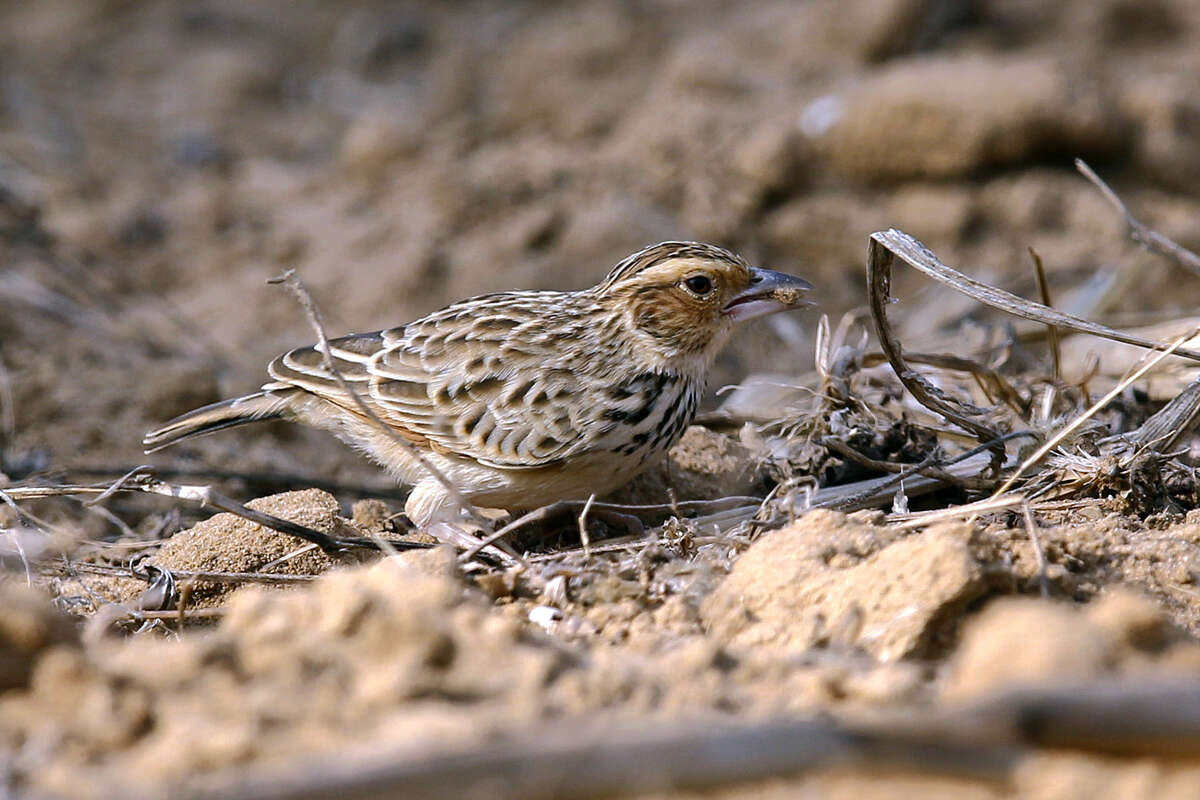 Image of Burmese Bush Lark