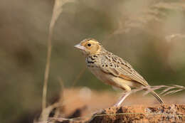 Image of Burmese Bush Lark