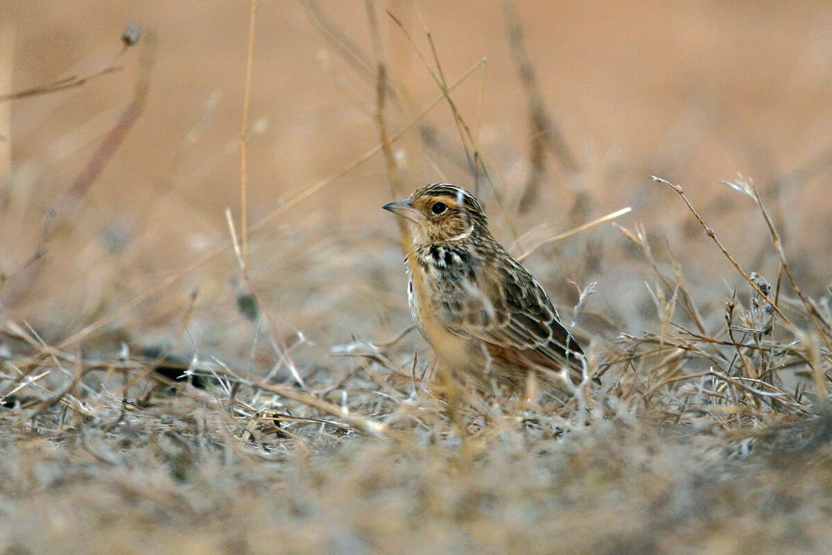 Image of Burmese Bush Lark