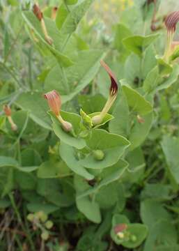 Image of Smearwort