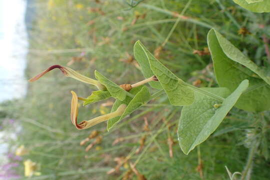 Image of Smearwort