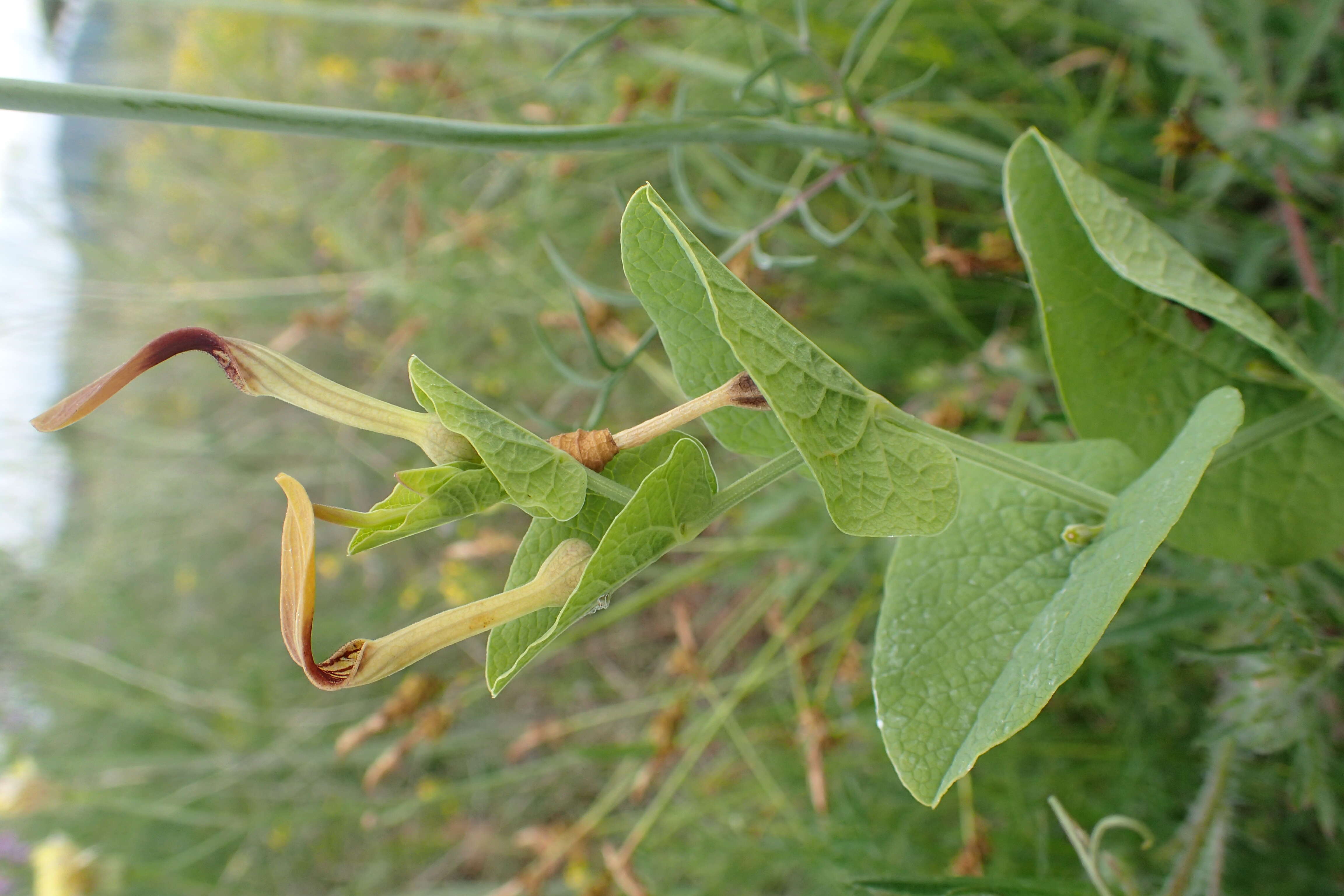 Image of Smearwort