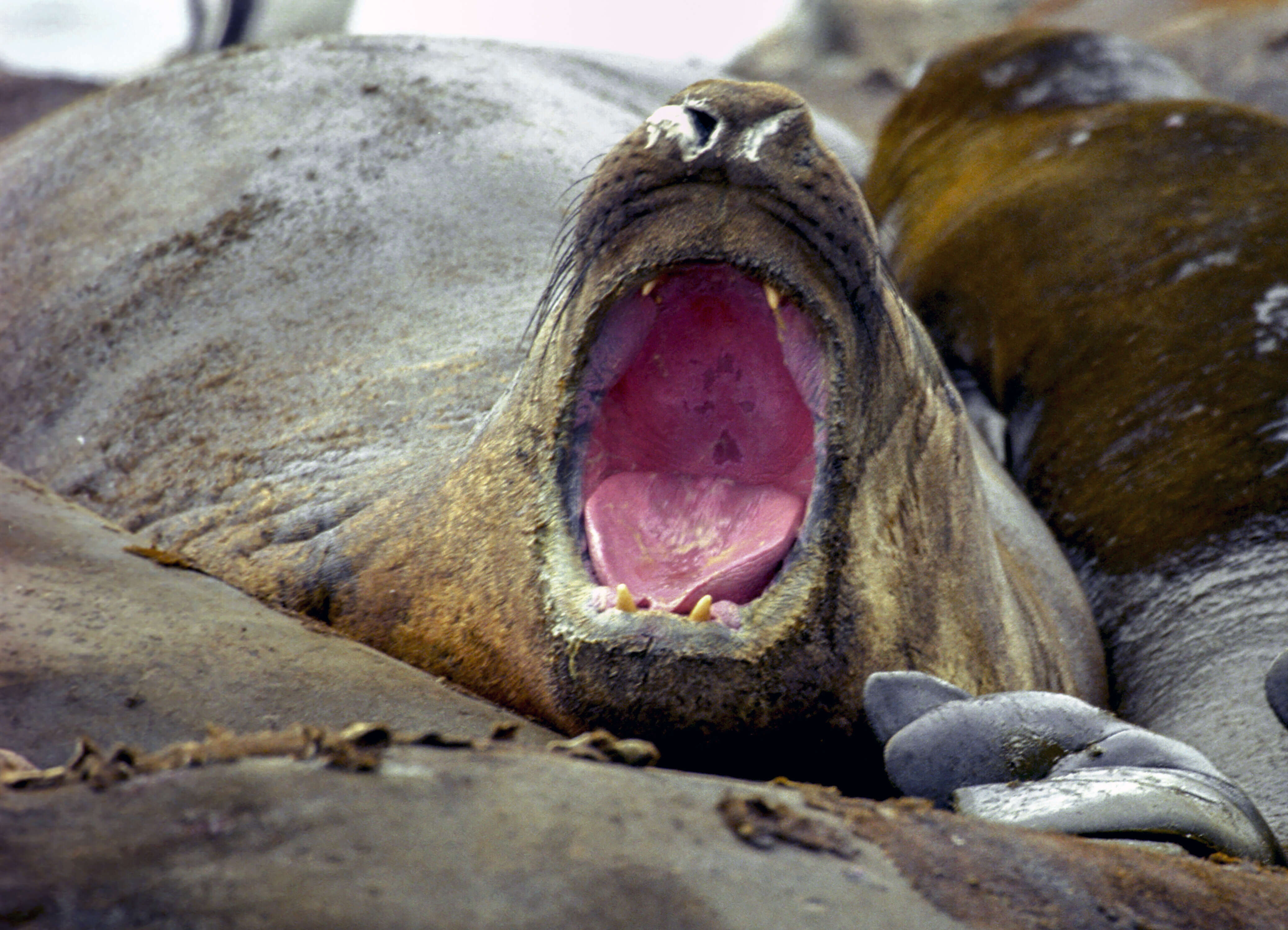 Image of South Atlantic Elephant-seal