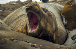 Image of South Atlantic Elephant-seal