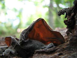 Image of ear fungus