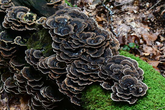 Image of Turkey Tail