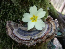 Image of False turkeytail