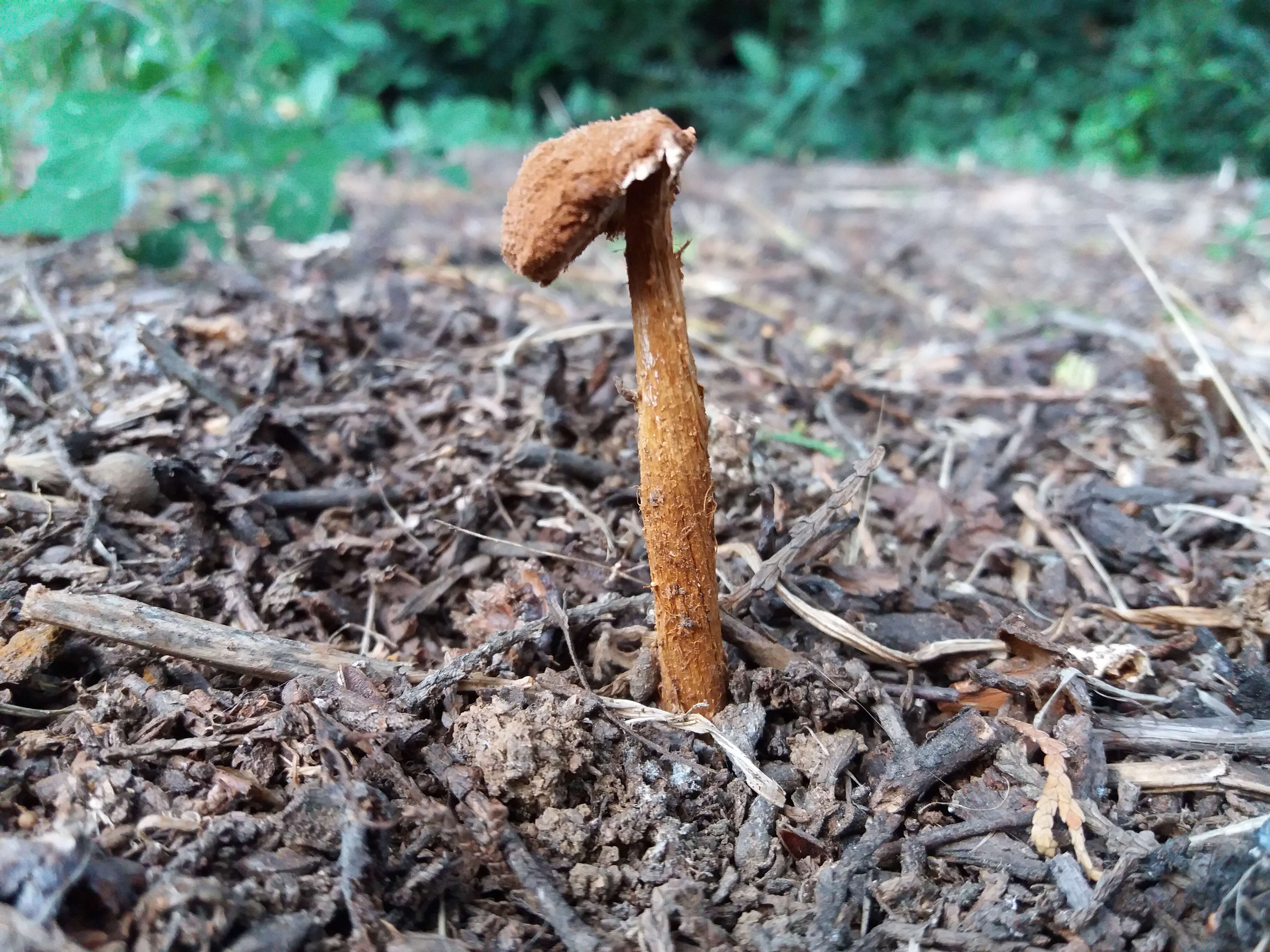 Imagem de Battarrea phalloides (Dicks.) Pers. 1801