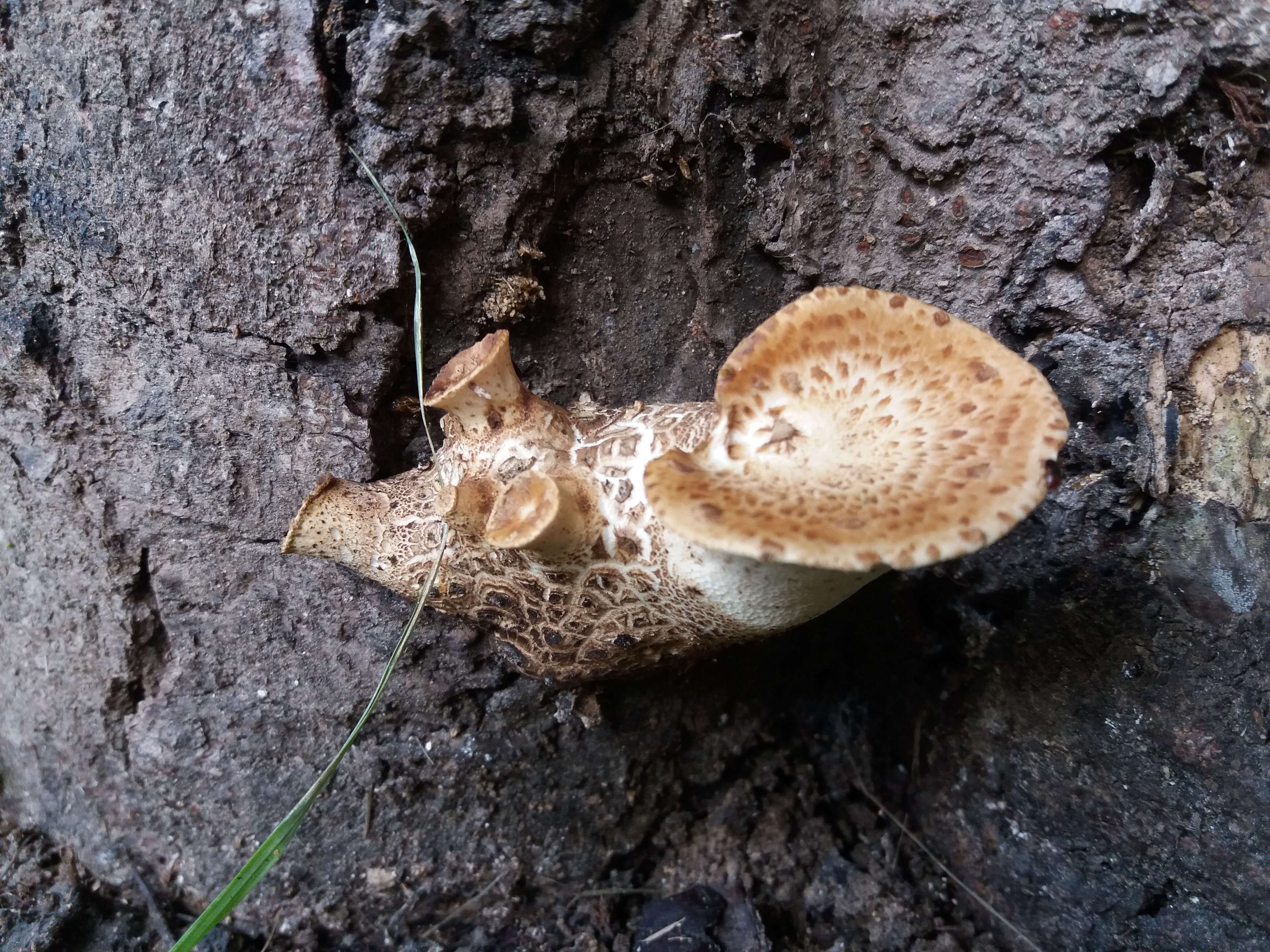 Image of dryad's saddle