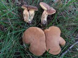 Imagem de Hortiboletus bubalinus (Oolbekk. & Duin) L. Albert & Dima 2015