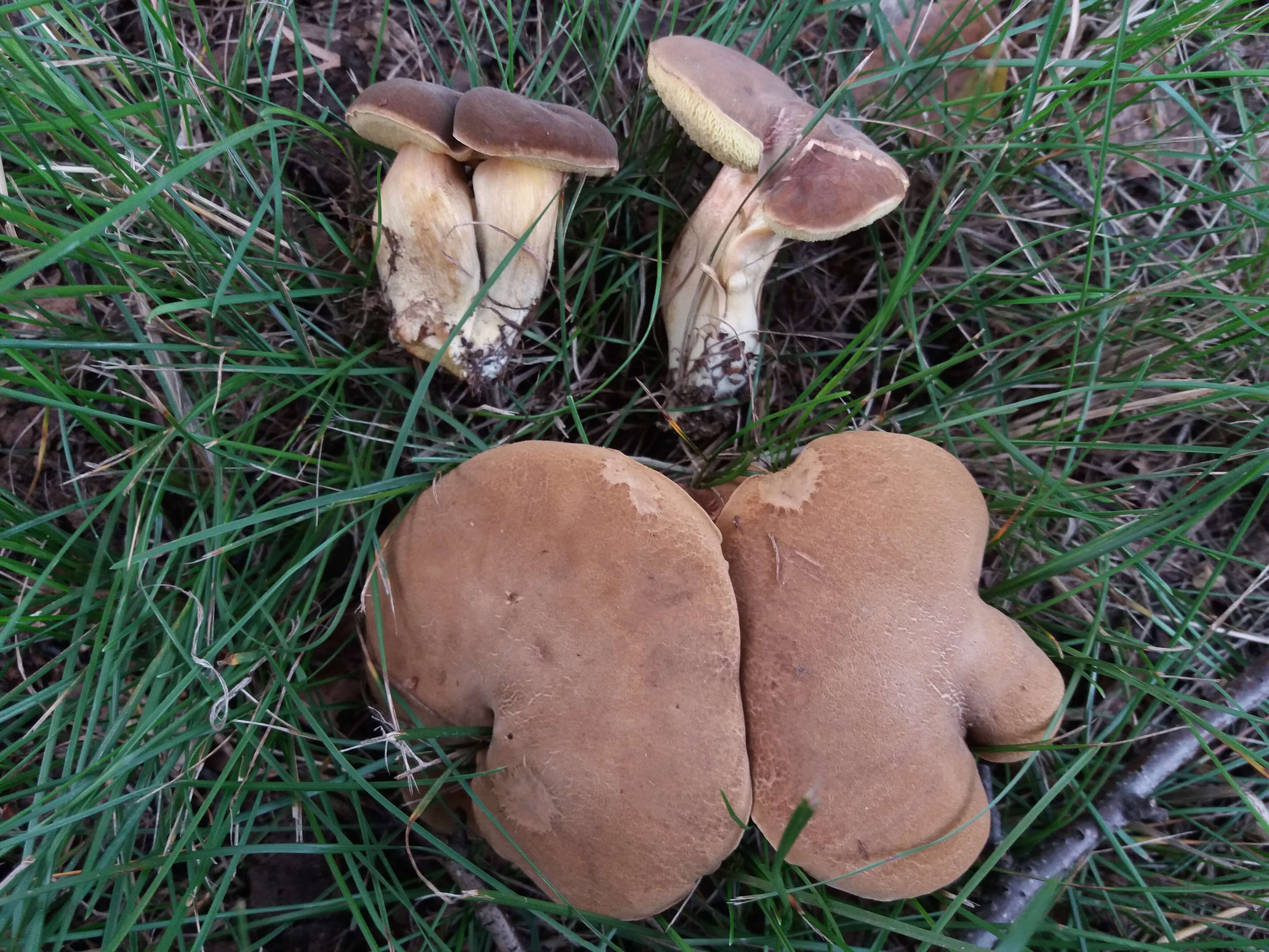 Image of Hortiboletus bubalinus (Oolbekk. & Duin) L. Albert & Dima 2015