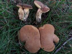 Hortiboletus bubalinus (Oolbekk. & Duin) L. Albert & Dima 2015 resmi