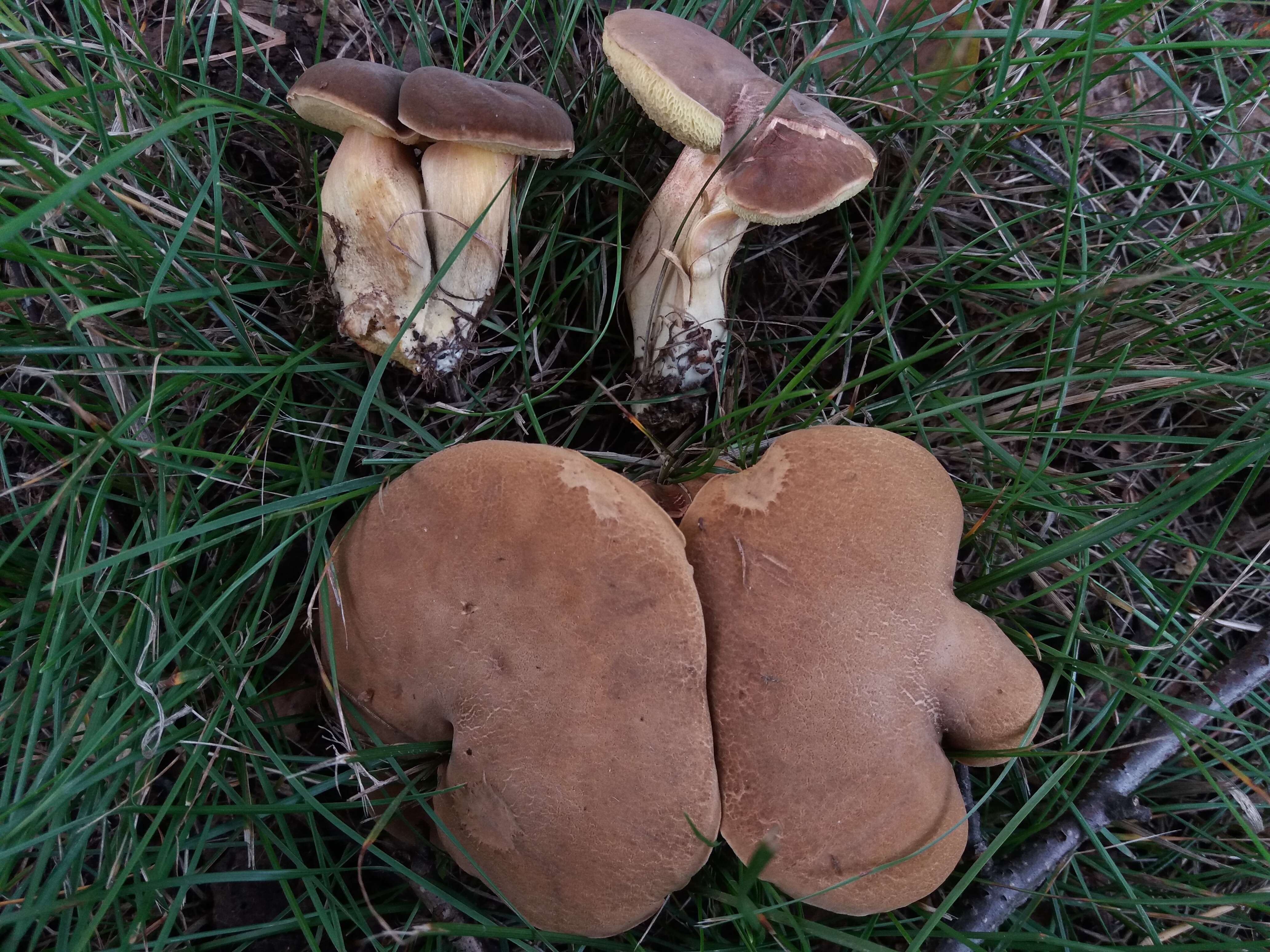 Слика од Hortiboletus bubalinus (Oolbekk. & Duin) L. Albert & Dima 2015