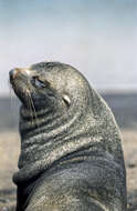 Image of Antarctic Fur Seal