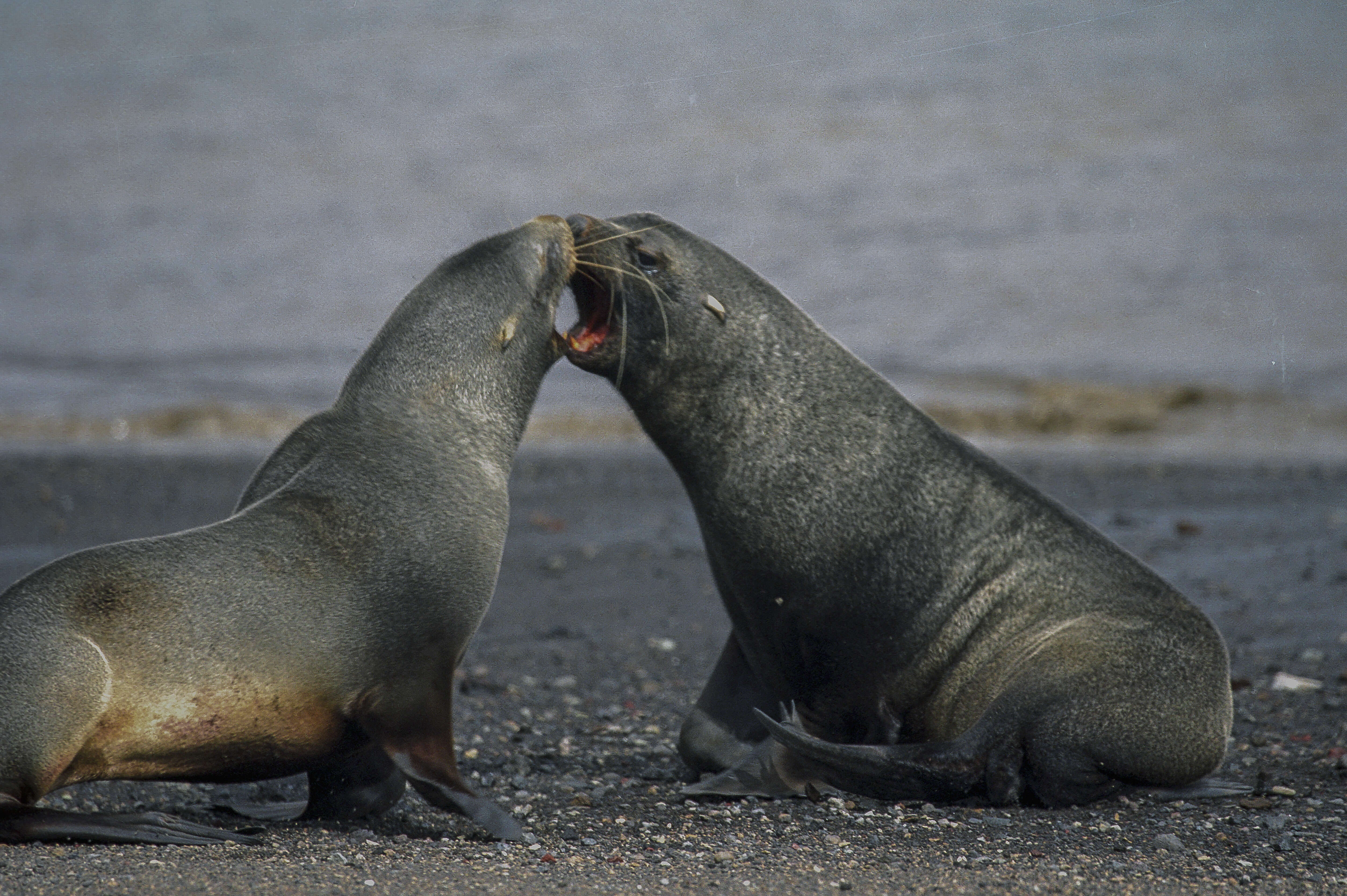 Image of Antarctic Fur Seal