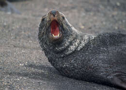 Image of Antarctic Fur Seal