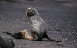 Image of Antarctic Fur Seal