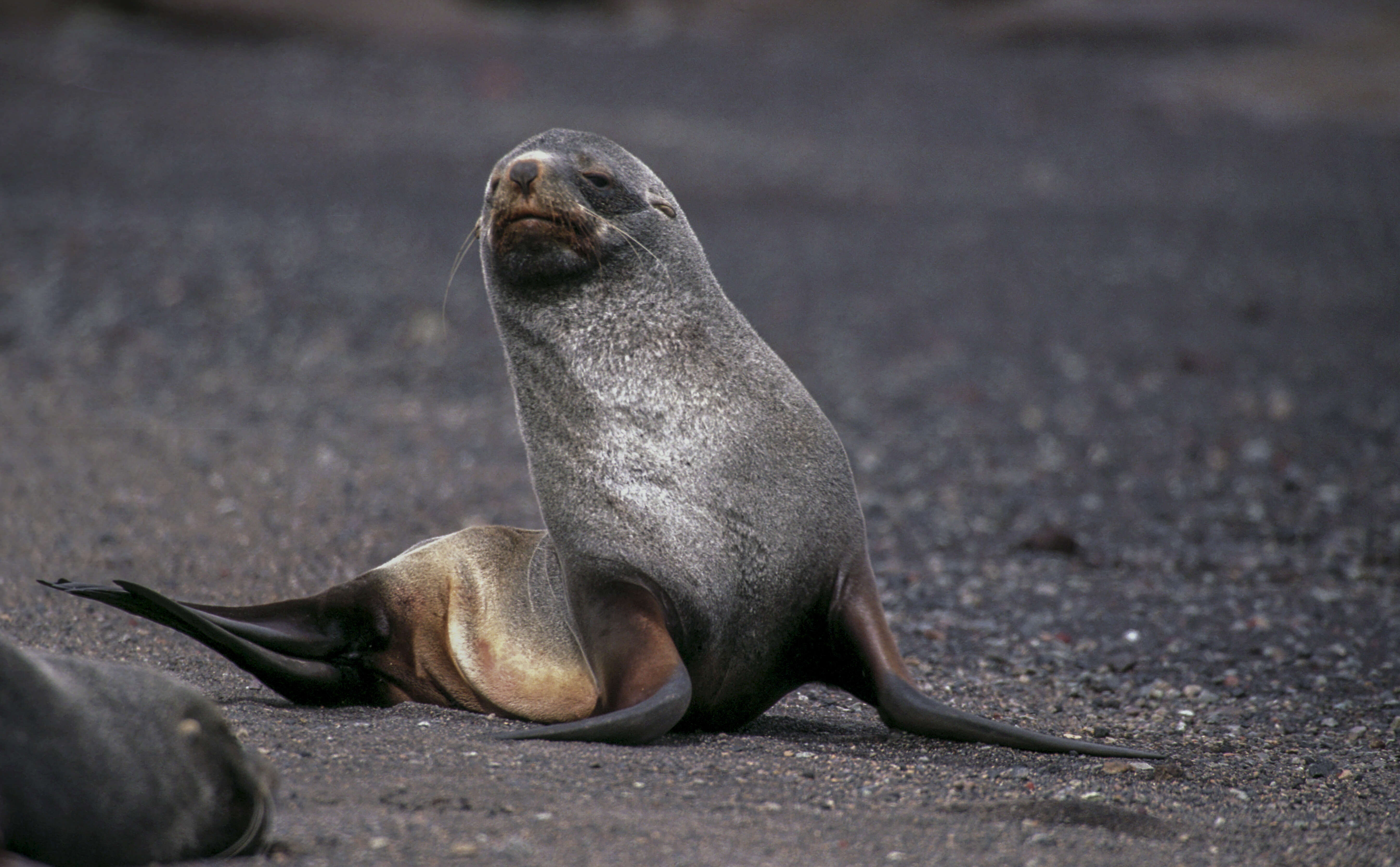 Image of Antarctic Fur Seal