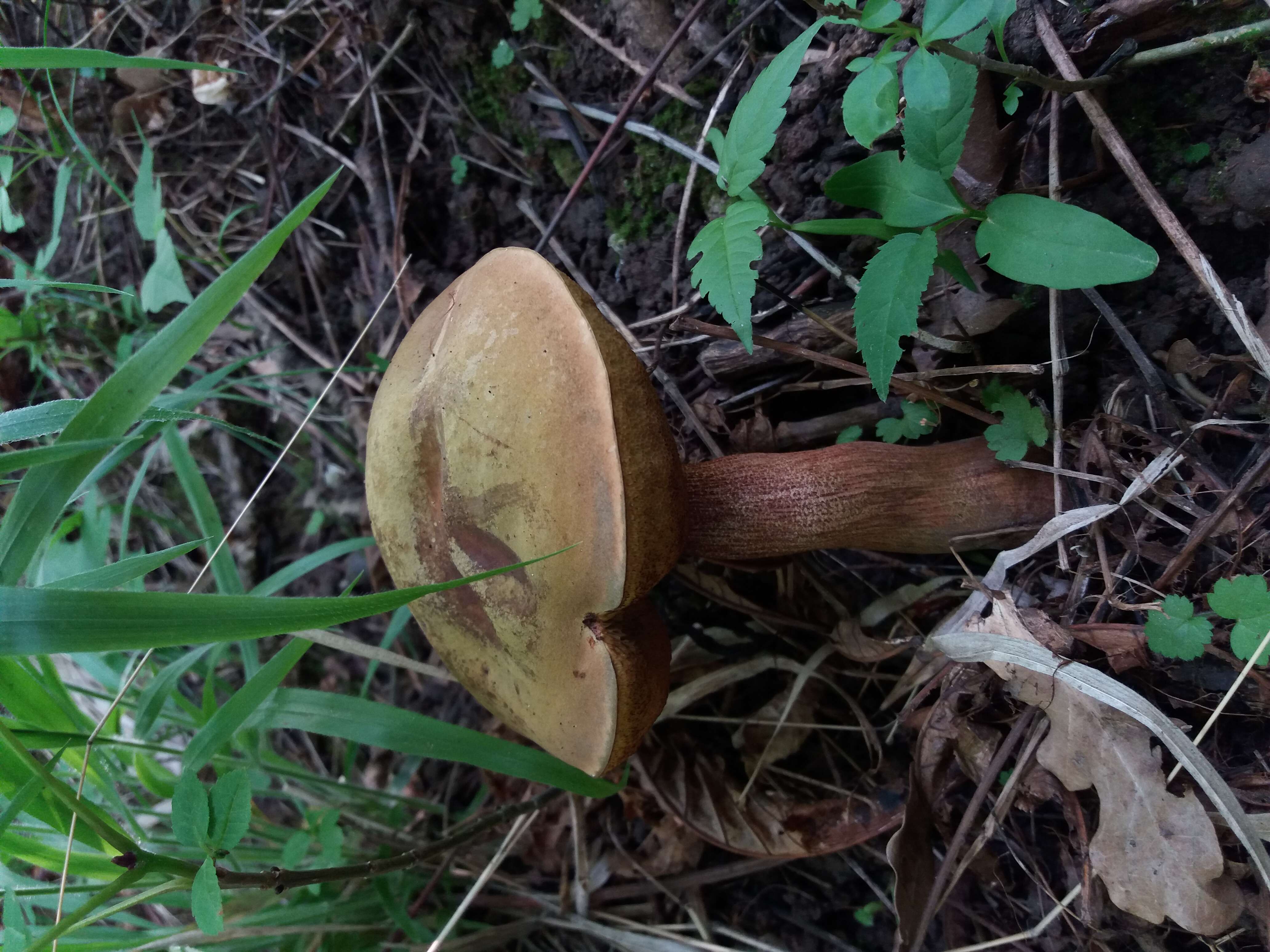 Image of Deceiving Bolete