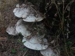 Image of Trametes gibbosa (Pers.) Fr. 1838