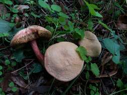 Image of Red-cracking Bolete