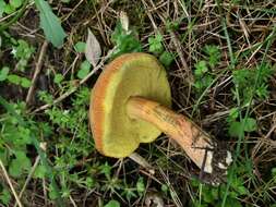 Image of Boletus subtomentosus L. 1753