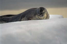 Image of leopard seal