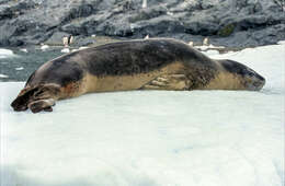 Image of leopard seal