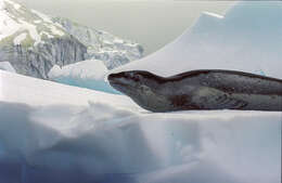 Image of leopard seal