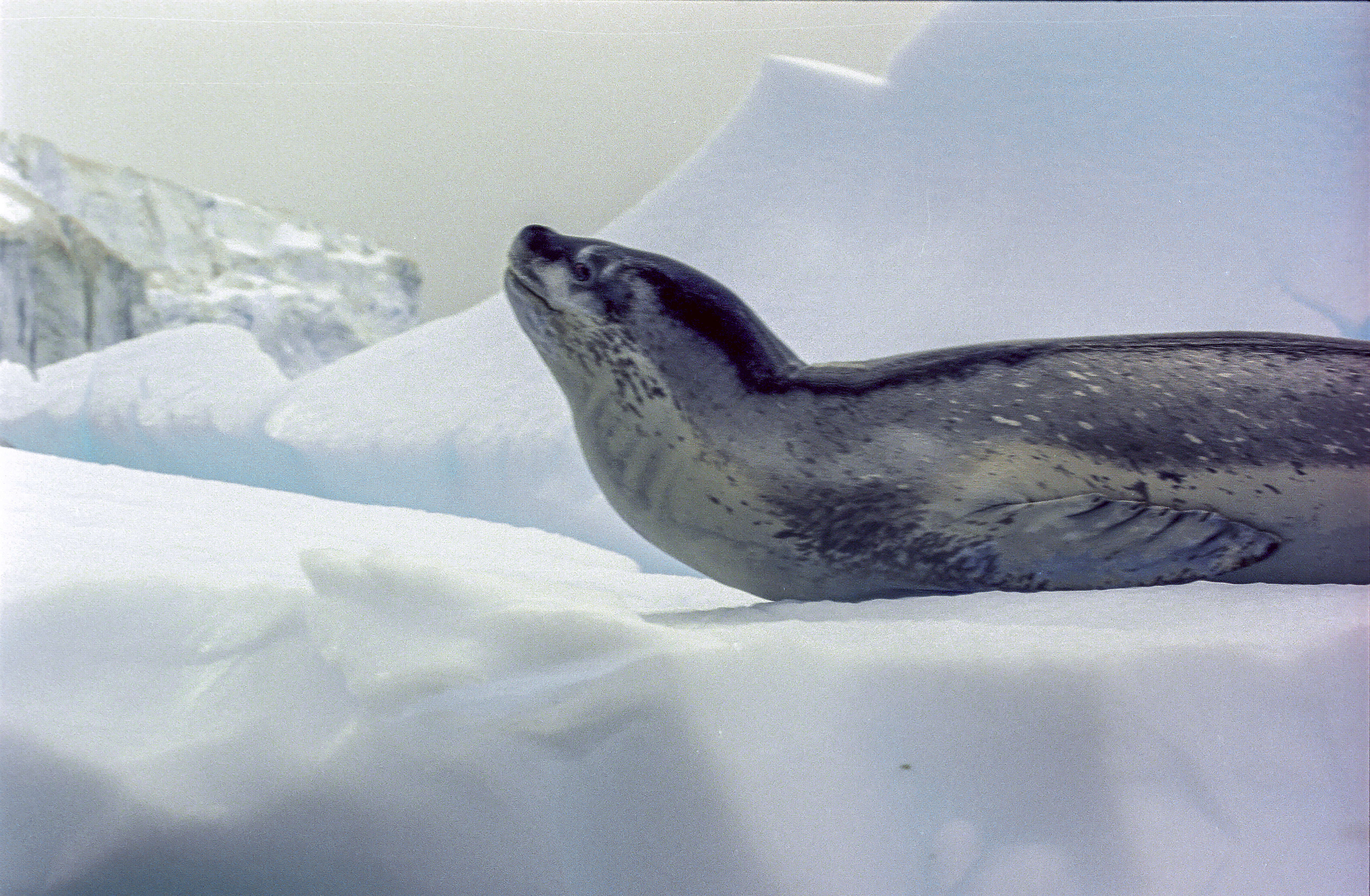 Image of leopard seal