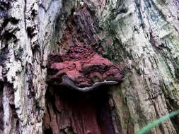 Image of Ganoderma applanatum