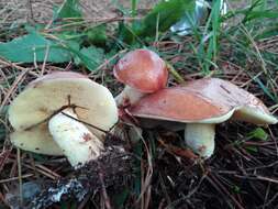 Image of Suillus granulatus (L.) Roussel 1796