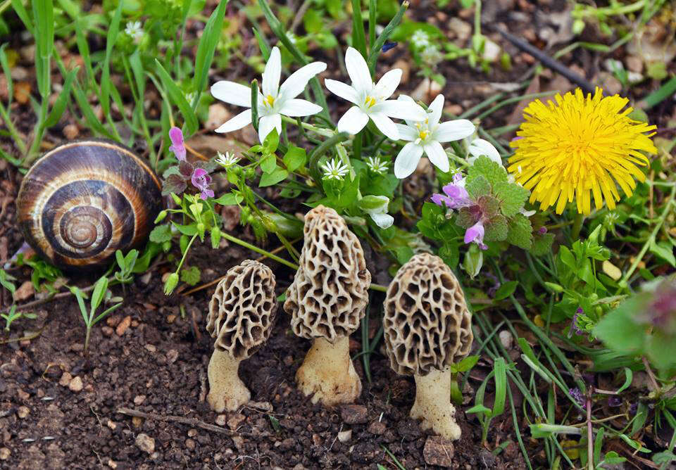 Image of Morchella vulgaris