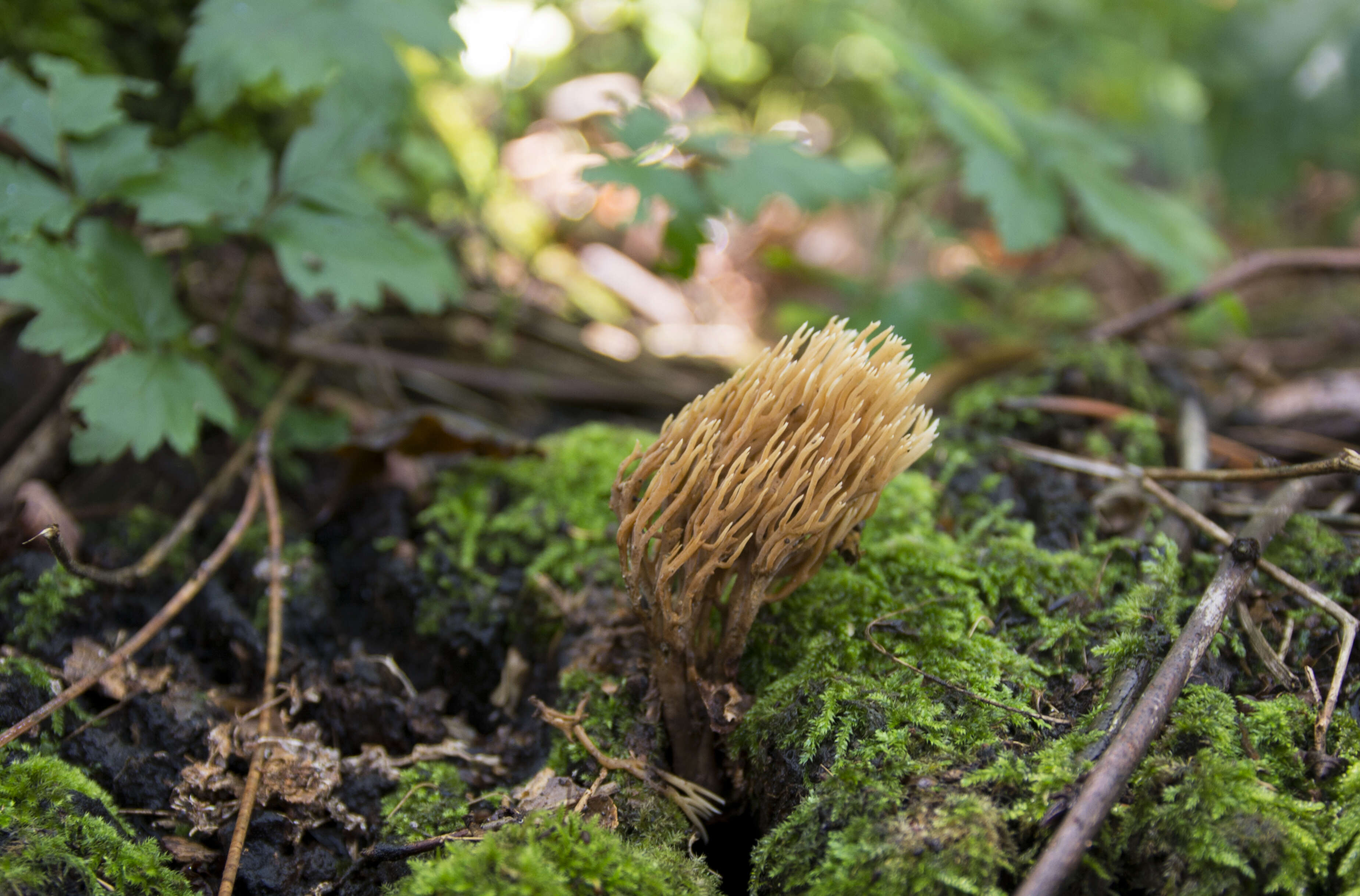 Слика од Phaeoclavulina flaccida (Fr.) Giachini 2011