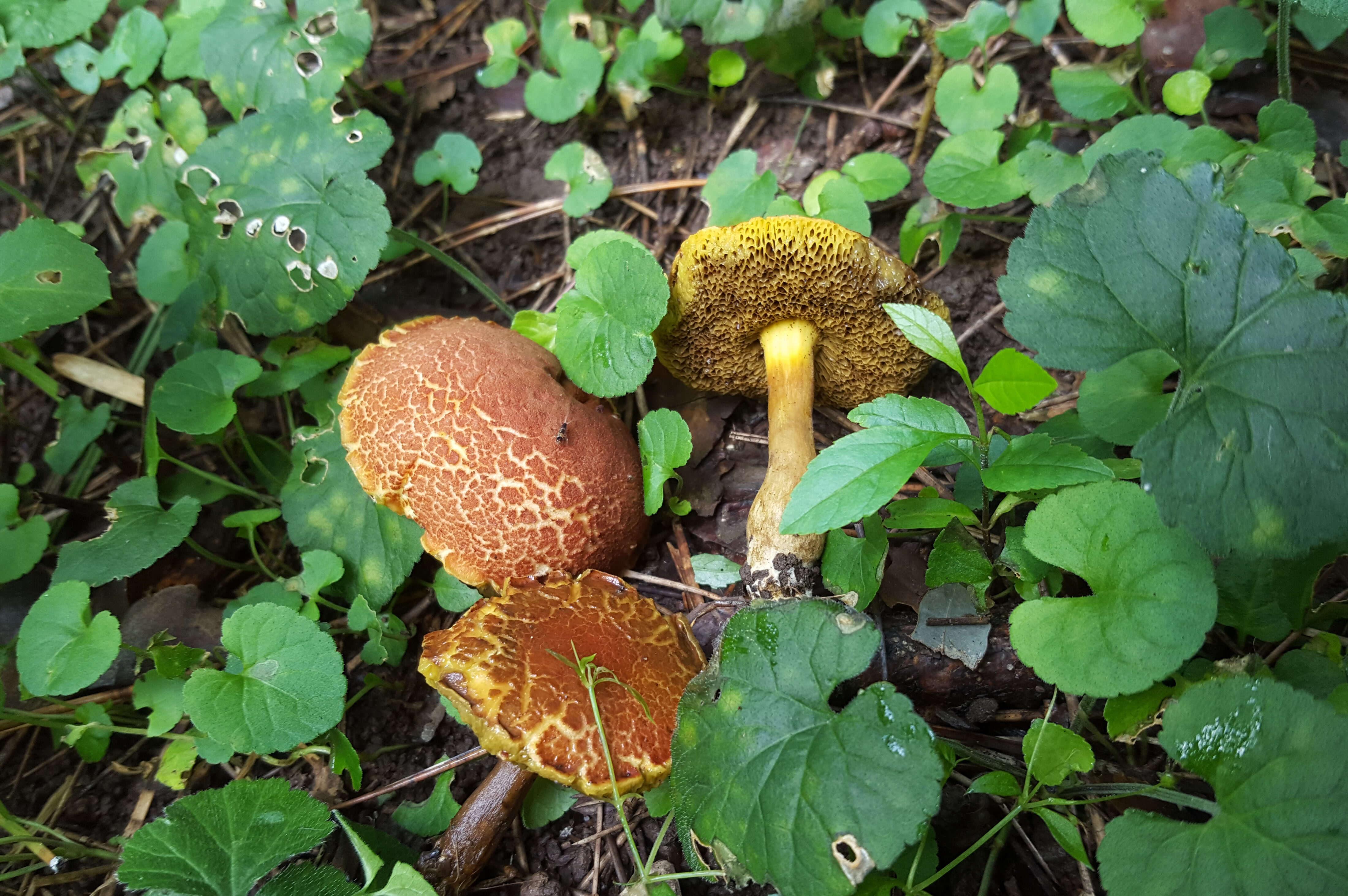 Image of Rheubarbariboletus