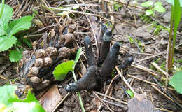 Imagem de Xylaria polymorpha (Pers.) Grev. 1824