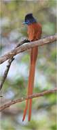 Image of African Paradise Flycatcher