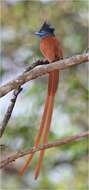 Image of African Paradise Flycatcher