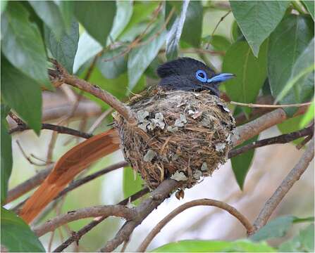 Image of African Paradise Flycatcher