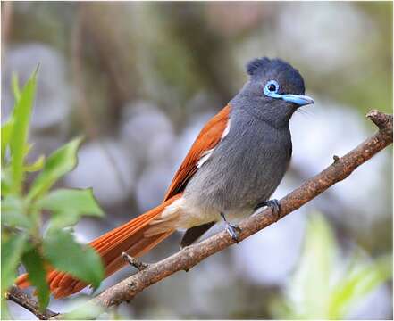 Image of African Paradise Flycatcher