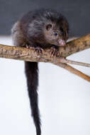 Image of Panay Bushy-tailed Cloud Rat