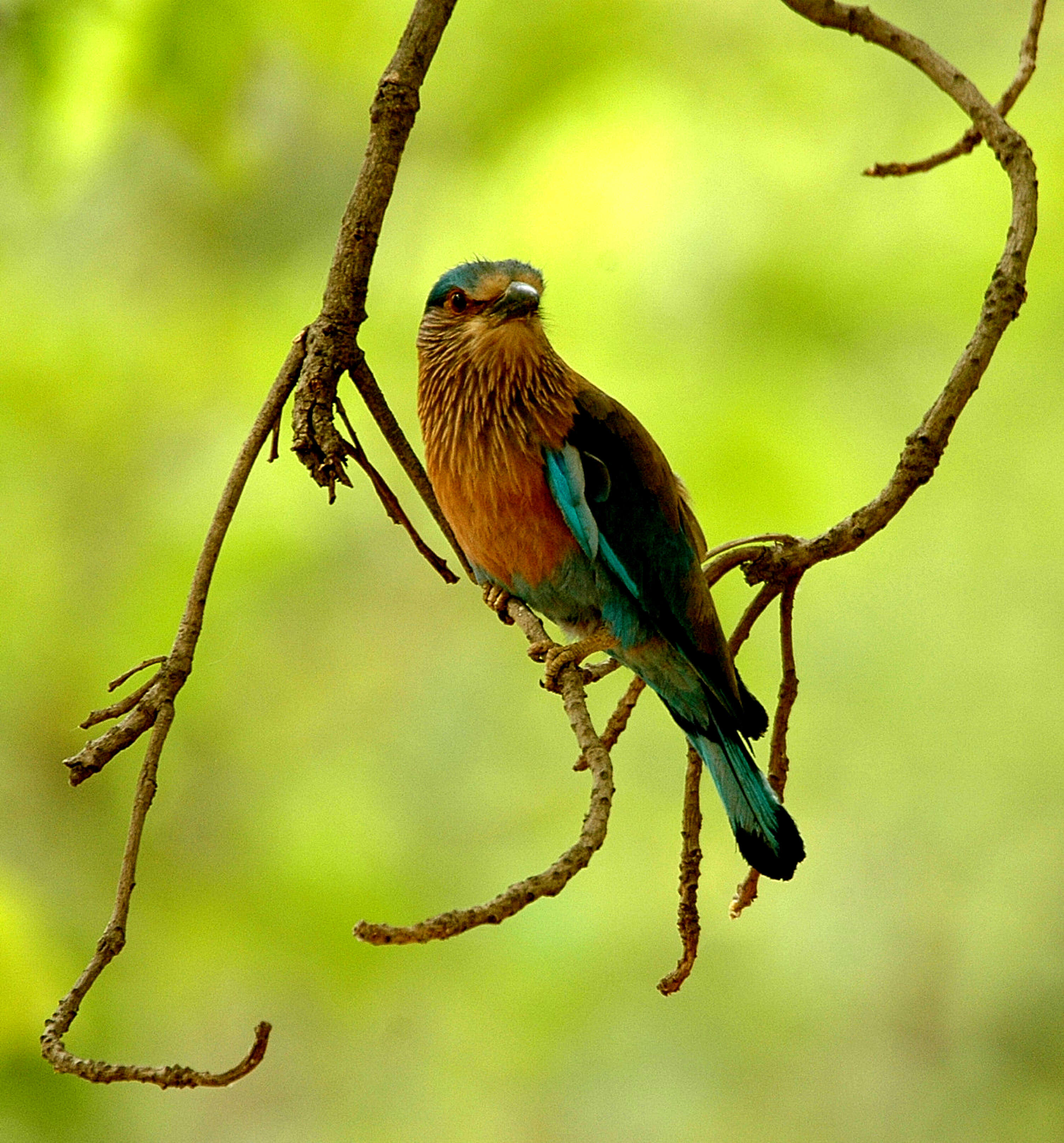 Image of Indian Roller