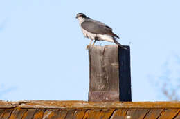 Image of Eurasian Goshawk