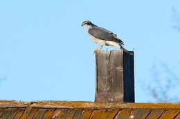 Image of Eurasian Goshawk