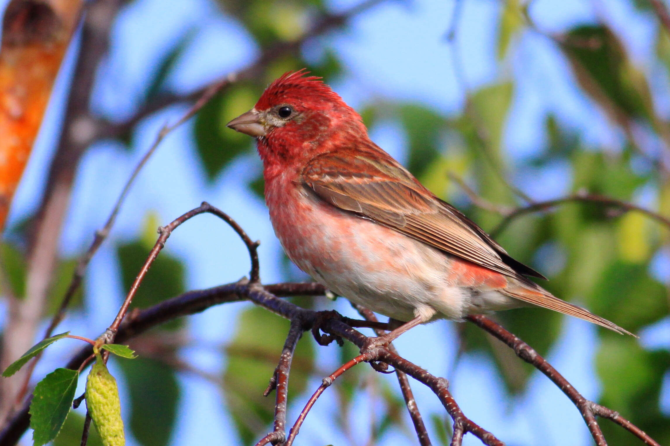 Image of Purple Finch