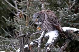 Image of Great Gray Owl