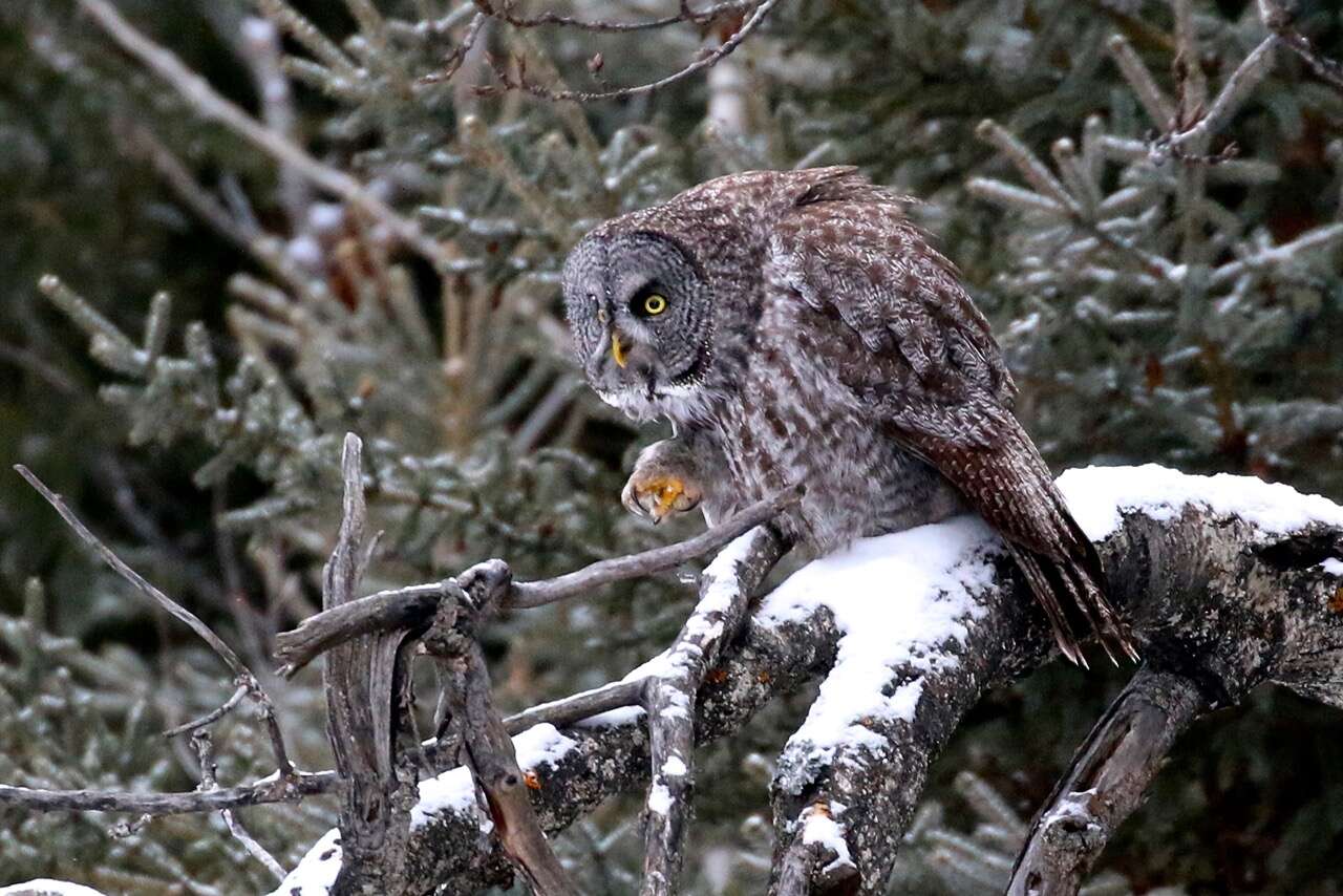 Image of Great Gray Owl