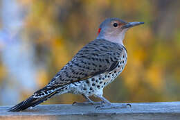 Image of Northern Flicker