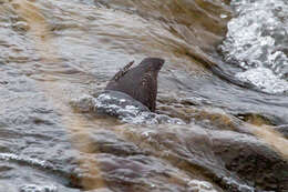 Image of American Dipper